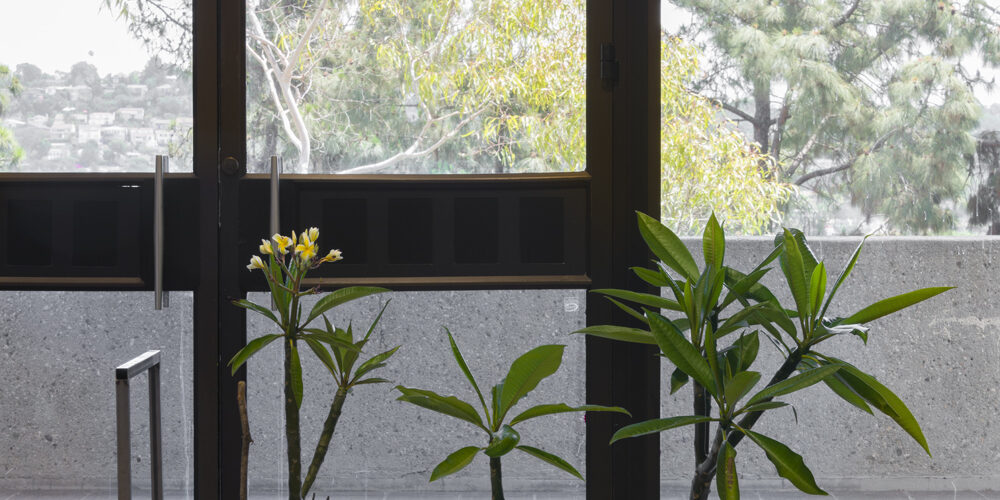 This artwork installation by the artist David Horvitz includes three plumeria trees in plastic containers along with a watering can. There is also a white rock. All of these objects are placed on a wooden dolly.