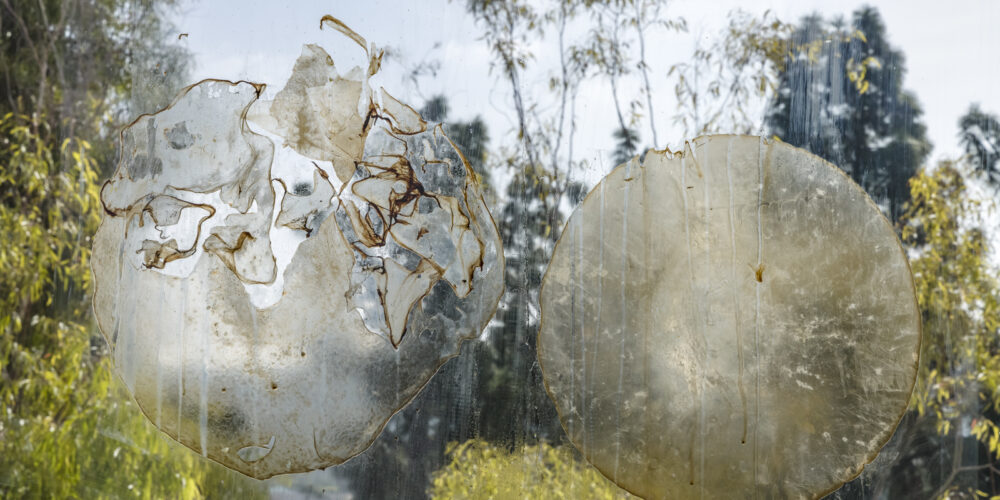 Maru Garcia, "membrane tensions" installation detail, 2021. image courtesy of the Los Angeles Municipal Art Gallery. photo: Jeff McLane.